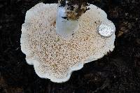 Hydnum albidum image