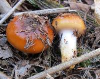 Cortinarius mucosus image