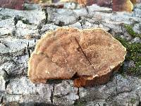 Phellinus gilvus image