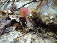 Mycena atkinsoniana image