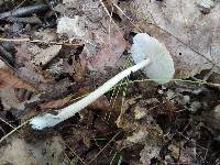 Amanita sect. Vaginatae image