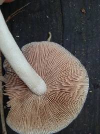 Psathyrella conissans image