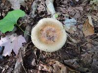 Paxillus involutus image