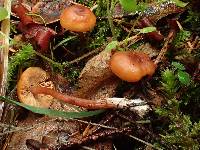 Rhodocybe nitellina image
