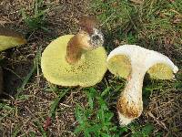 Boletus variipes var. fagicola image