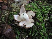 Geastrum rufescens image