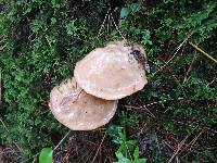 Suillus acidus image