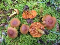 Cortinarius cinnamomeus image