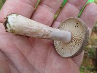 Lactarius mammosus image