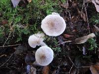 Tricholoma scalpturatum image