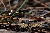 Gymnopus quercophilus image