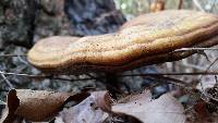 Ganoderma curtisii image