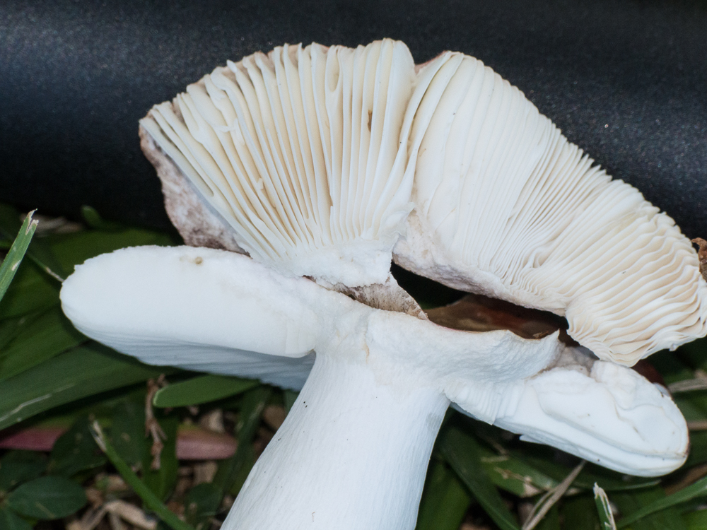 Russula amygdaloides image