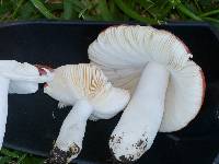 Russula amygdaloides image