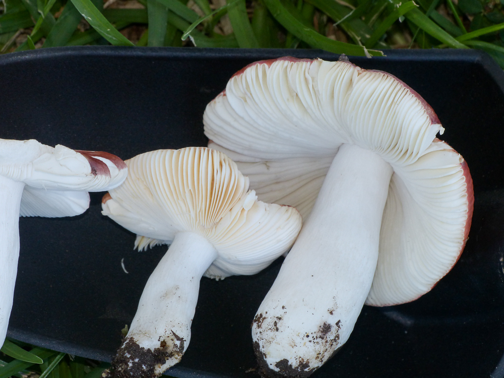 Russula amygdaloides image