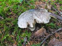 Tricholoma pardinum image