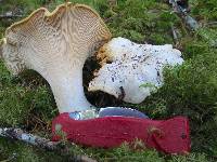 Cantharellus subalbidus image