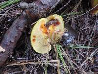 Suillus grevillei image