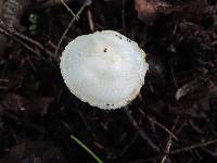 Hygrophorus chrysodon image