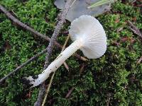 Hygrophorus chrysodon image