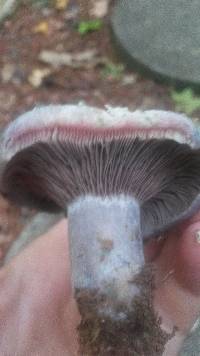 Lactarius paradoxus image