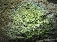 Caloplaca flavovirescens image