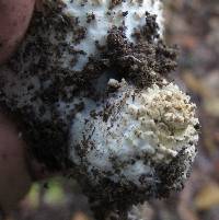 Amanita atkinsoniana image