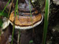 Fomitopsis mounceae image