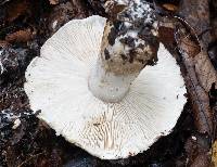 Tricholoma pardinum image