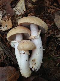 Cortinarius caperatus image