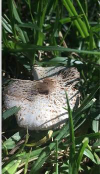 Leucocoprinus cepistipes image