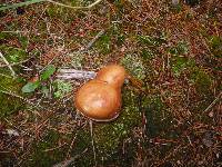 Suillus brevipes image