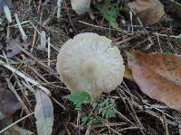 Entoloma rhodopolium image