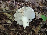 Russula cyanoxantha image