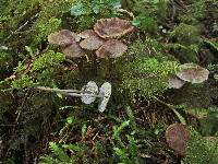 Mycena maculata image