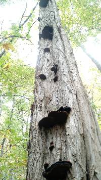 Phellinus robiniae image