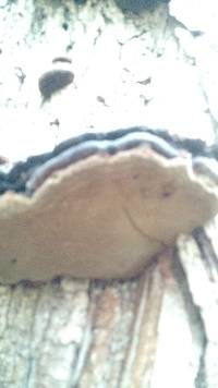 Phellinus robiniae image