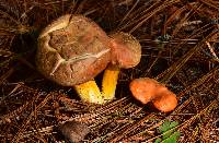 Tylopilus leucomycelinus image