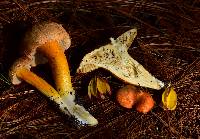 Tylopilus leucomycelinus image