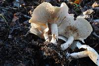 Clitocybe subconnexa image