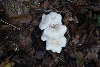 Clitocybe subconnexa image