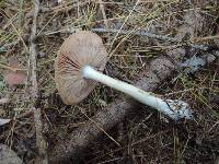 Entoloma rhodopolium image