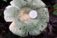 Russula subgraminicolor image