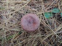 Lactarius rufus image