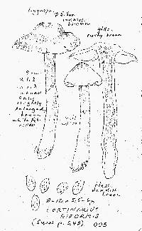 Cortinarius biformis image