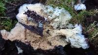 Merulius tremellosus image