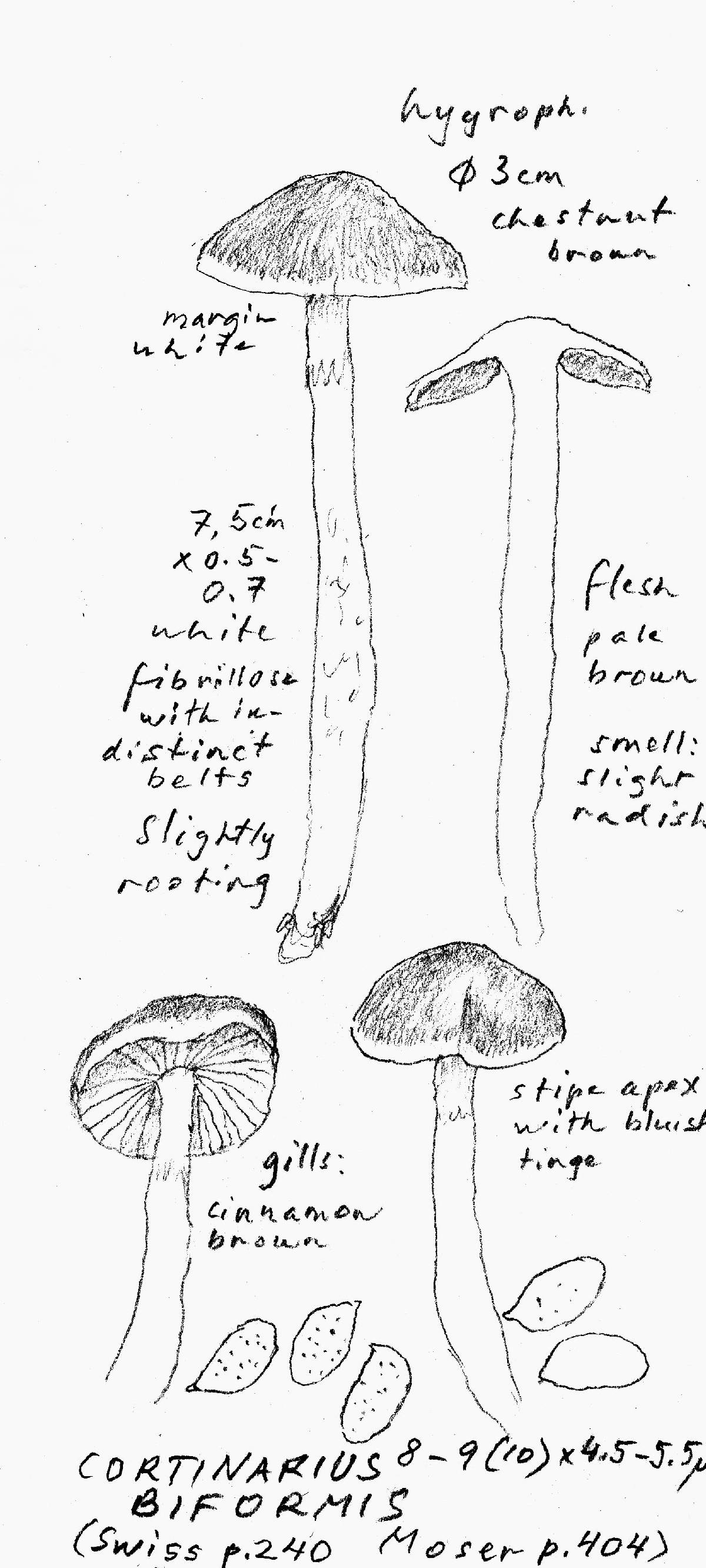 Cortinarius albosericeus image