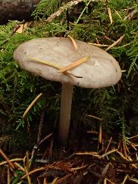 Pluteus brunneidiscus image