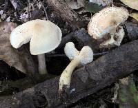 Tricholoma odorum image