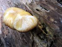 Tricholomopsis sulphureoides image